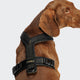 cloud7-y-1-harness-aktiv-air-mesh-black-hundegeschirr image 3