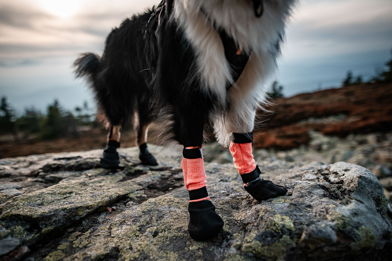 non-stop-dogwear-protector-bootie-high-hundeschuhe image 4