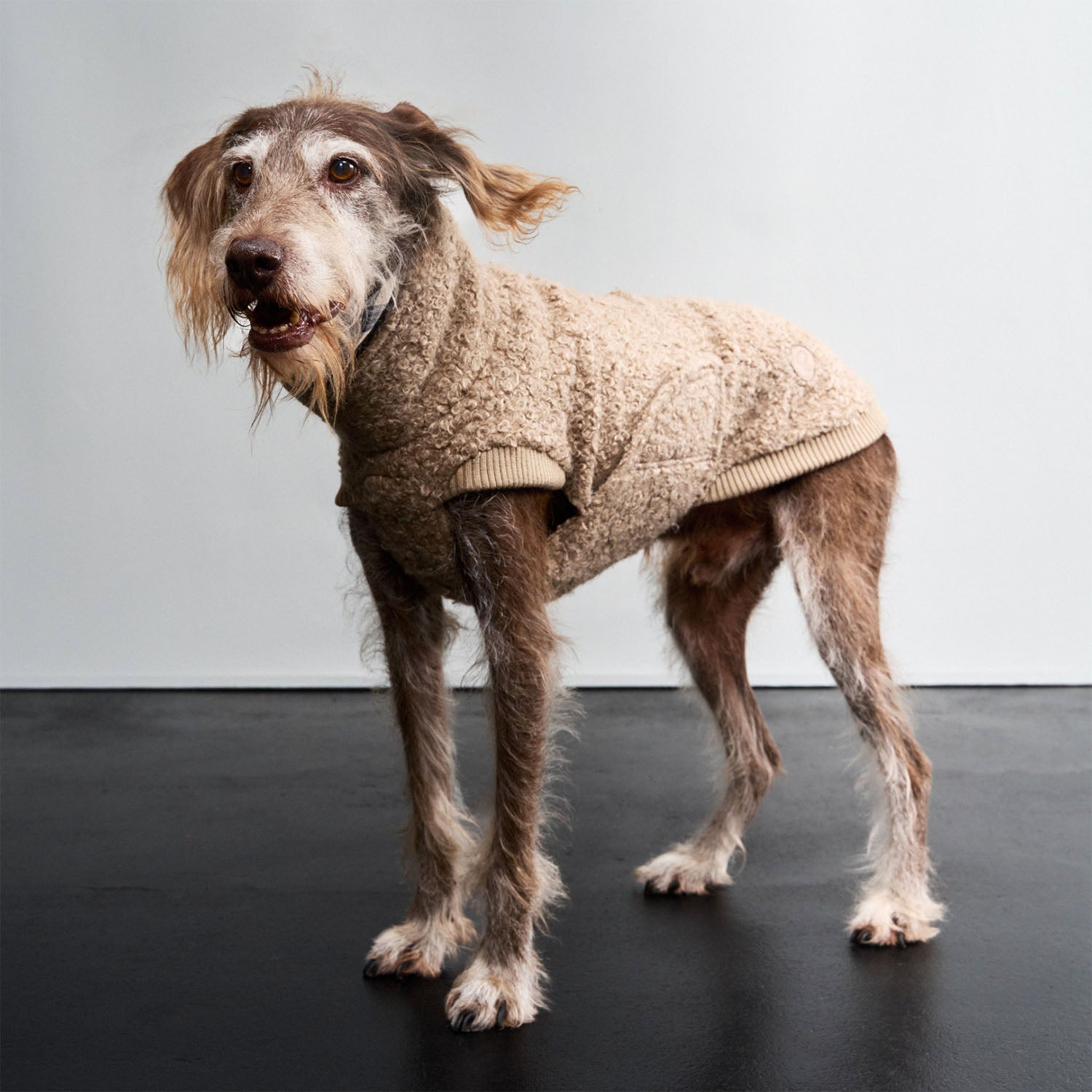 cloud7-hundepullover-gotland-sandy-brown image 4