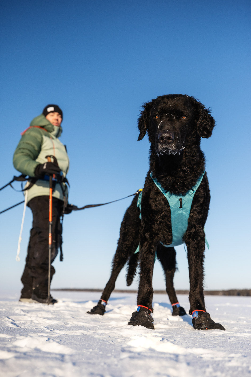 non-stop-dogwear-ramble-harness-long-hundegeschirr image 5