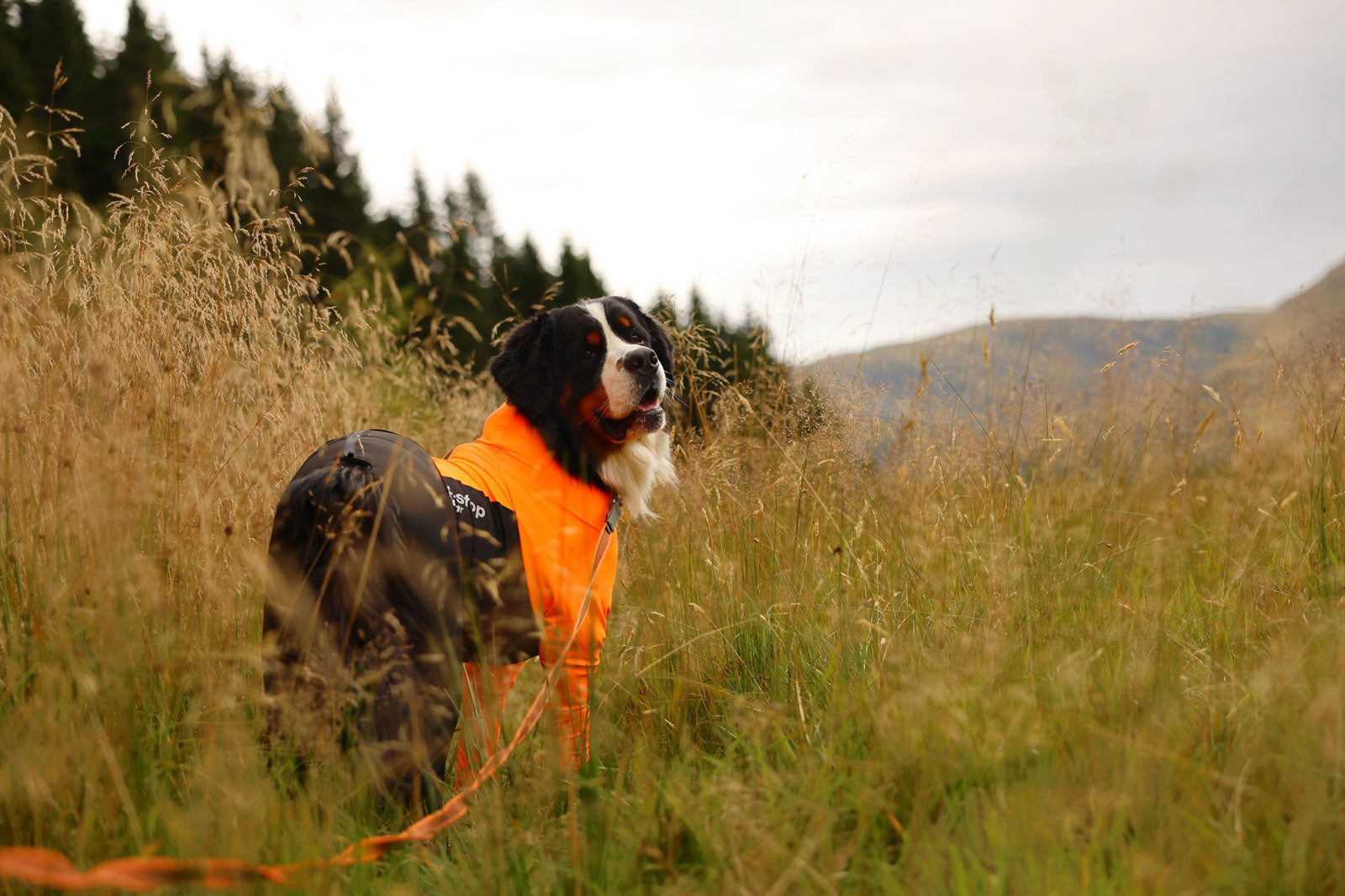 non-stop-dogwear-protector-suit-f-ganzk-rper-schutzanzug-f-r-hunde image 3