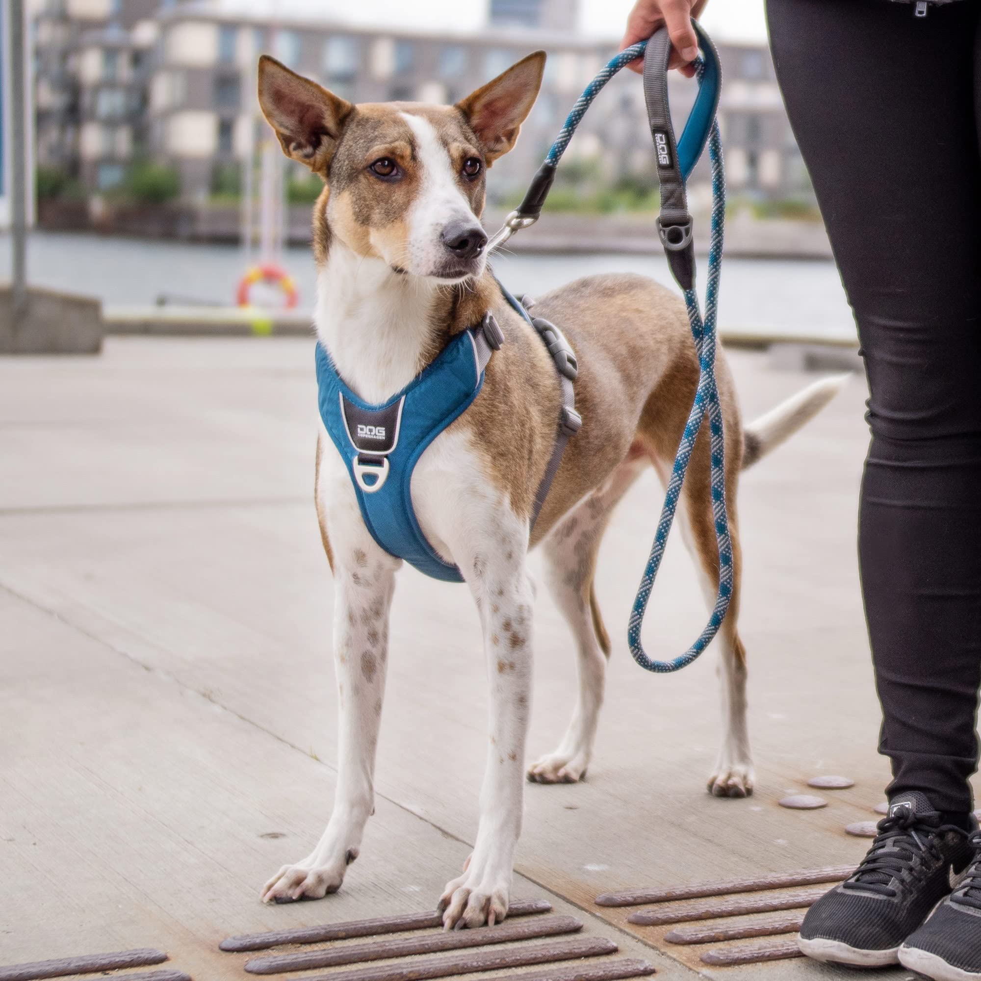 dog-copenhagen-urban-rope-schleppleine-s-classic-red-1-6-m-seilleine image 8