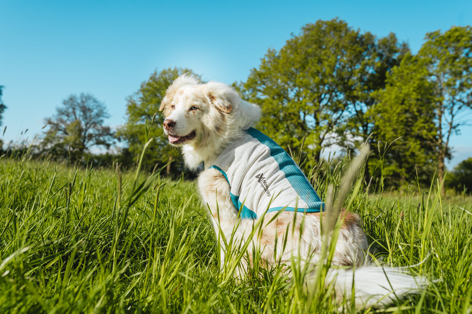 non-stop-dogwear-cooling-pull-on-weste-hund-k-hlweste image 6