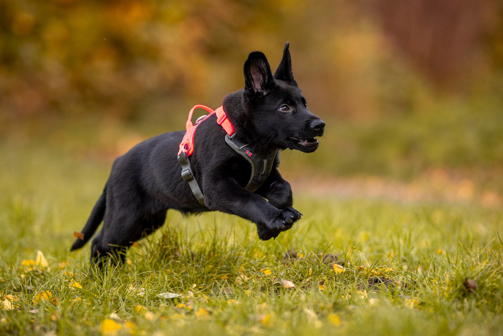 non-stop-dogwear-ramble-harness-alltagsgeschirr-verstellbar image 5