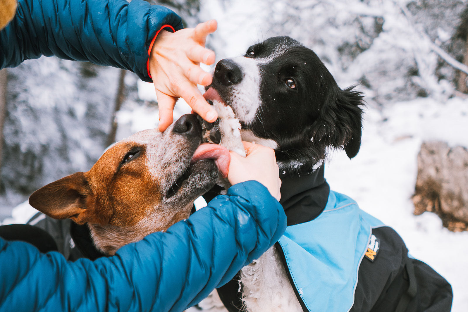 non-stop-dogwear-paw-care-pfotenpflege image 6