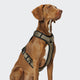 cloud7-aktiv-y-3-harness-softshell-olive-sportgeschirr image 2
