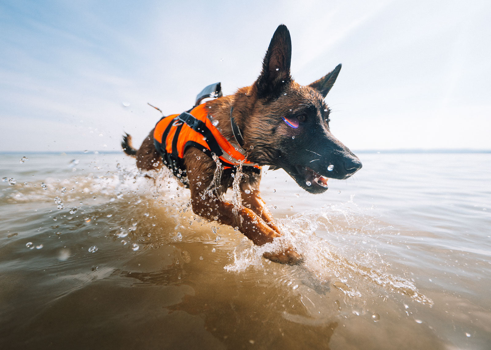 non-stop-dogwear-safe-life-jacket-2-0-hundeschwimmweste image 2