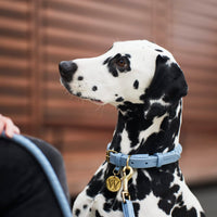 william-walker-twisted-sky-leder-hundehalsband-hellblau-geflochten image 5