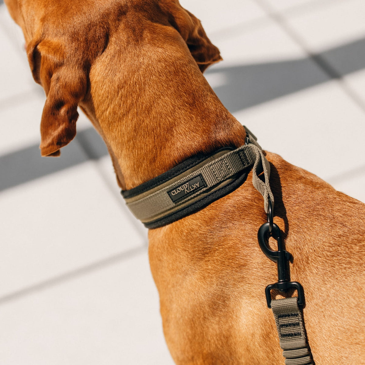 cloud7-c-1-martingale-halsband-aktiv-softshell-olive image 7