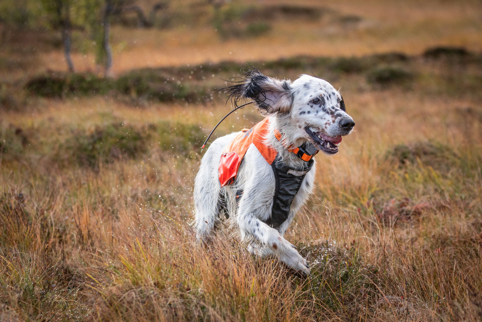 non-stop-dogwear-protector-vest-robuste-jagdweste-mit-ripstop-und-aramidverst-rk image 6