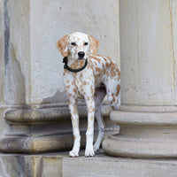 william-walker-twisted-dark-moss-leder-hundehalsband-dunkelgr-n-geflochten image 7