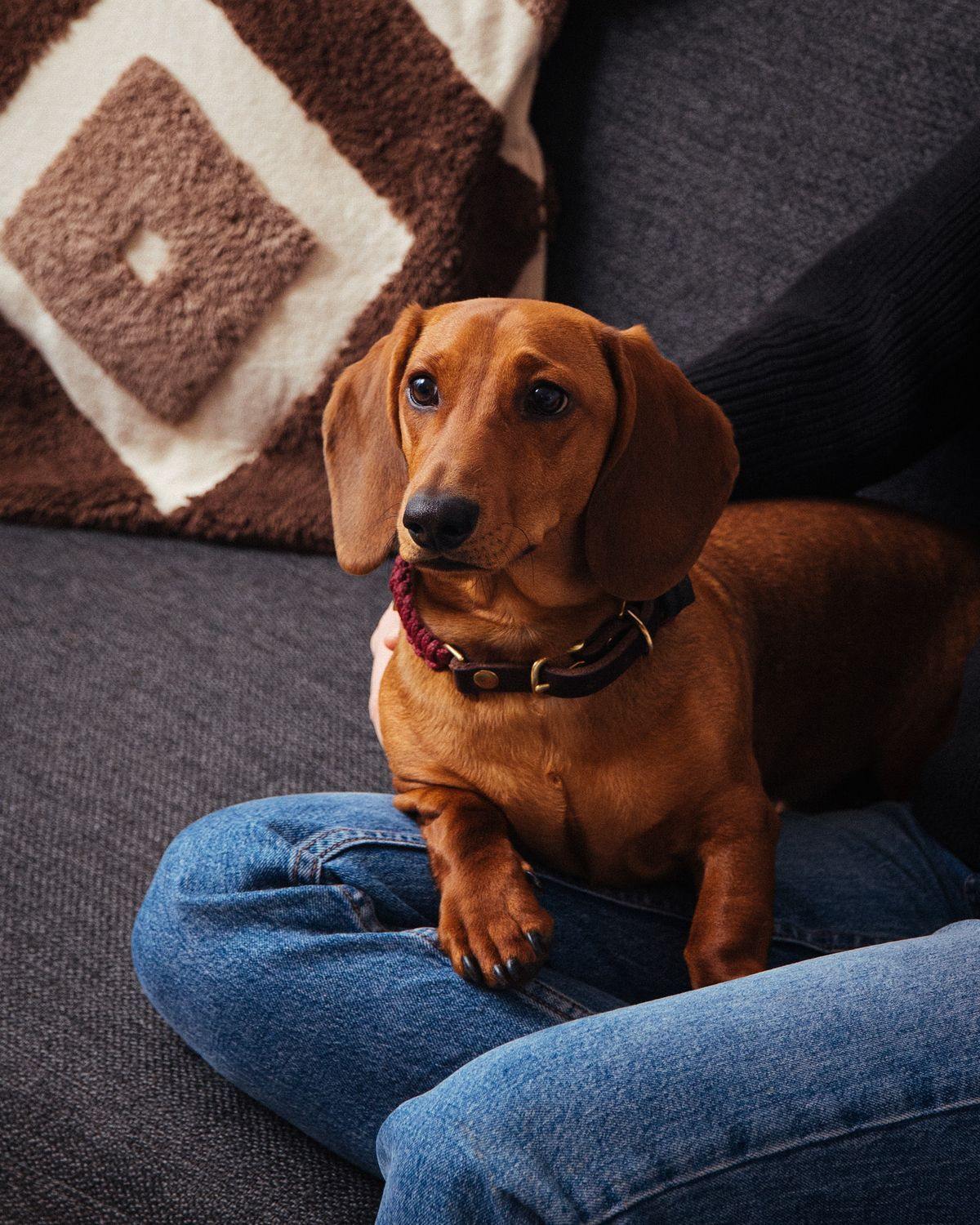 molly-and-stitch-touch-of-leather-hundehalsband-redwine image 4