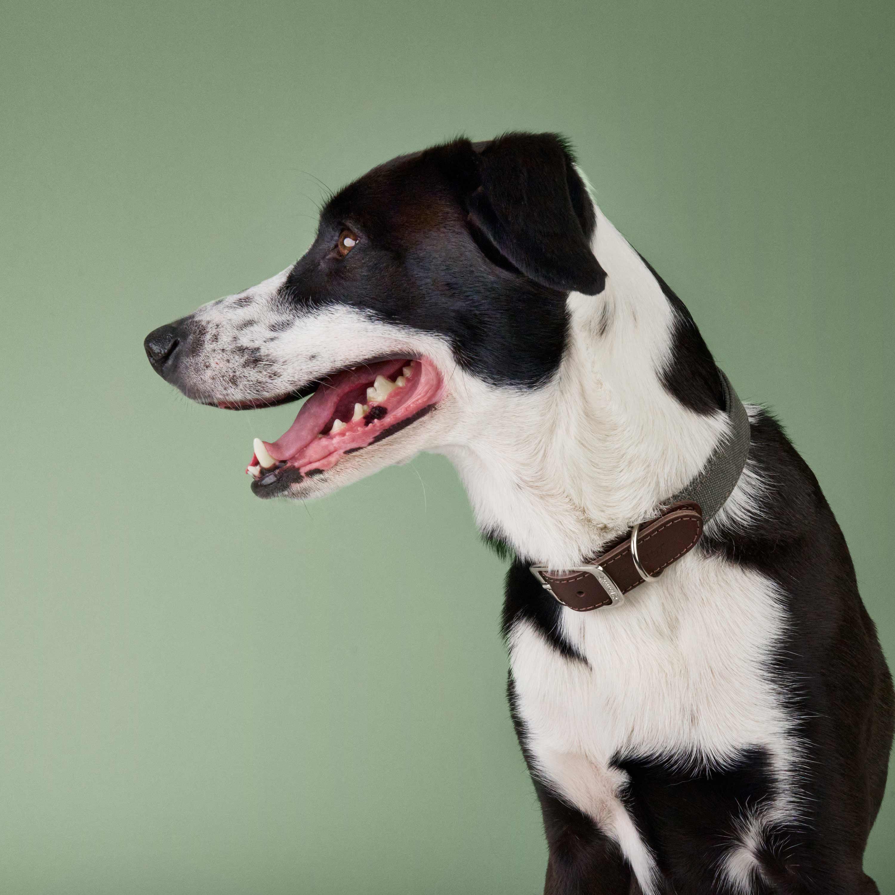 cloud7-tivoli-hundehalsband-olive image 2