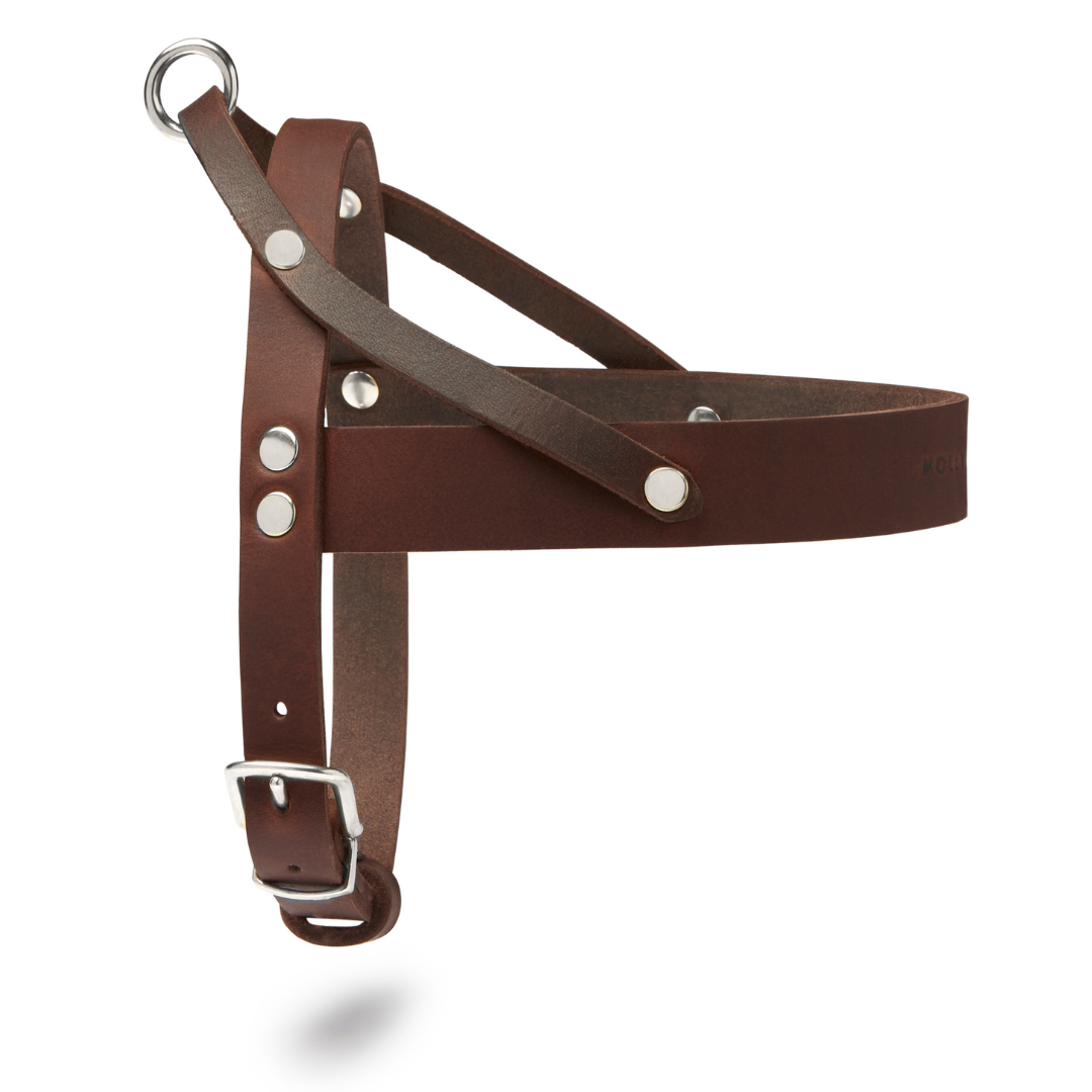molly-and-stitch-butter-leather-hundegeschirr-classic-brown image 2