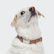 cloud7-dog-collar-click-prater-sunset-veganes-halsband-verstellbar image 2