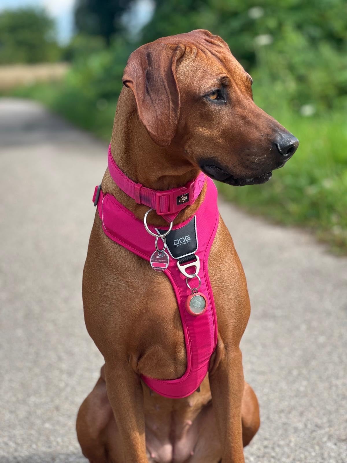 Auch für ängstliche Hunde super