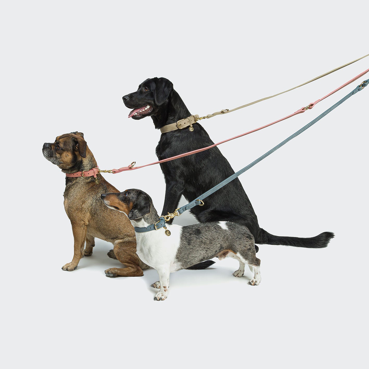 cloud7-hundehalsband-tiergarten-sandy-nubukleder-beige-mit-messing-schlie-e image 4