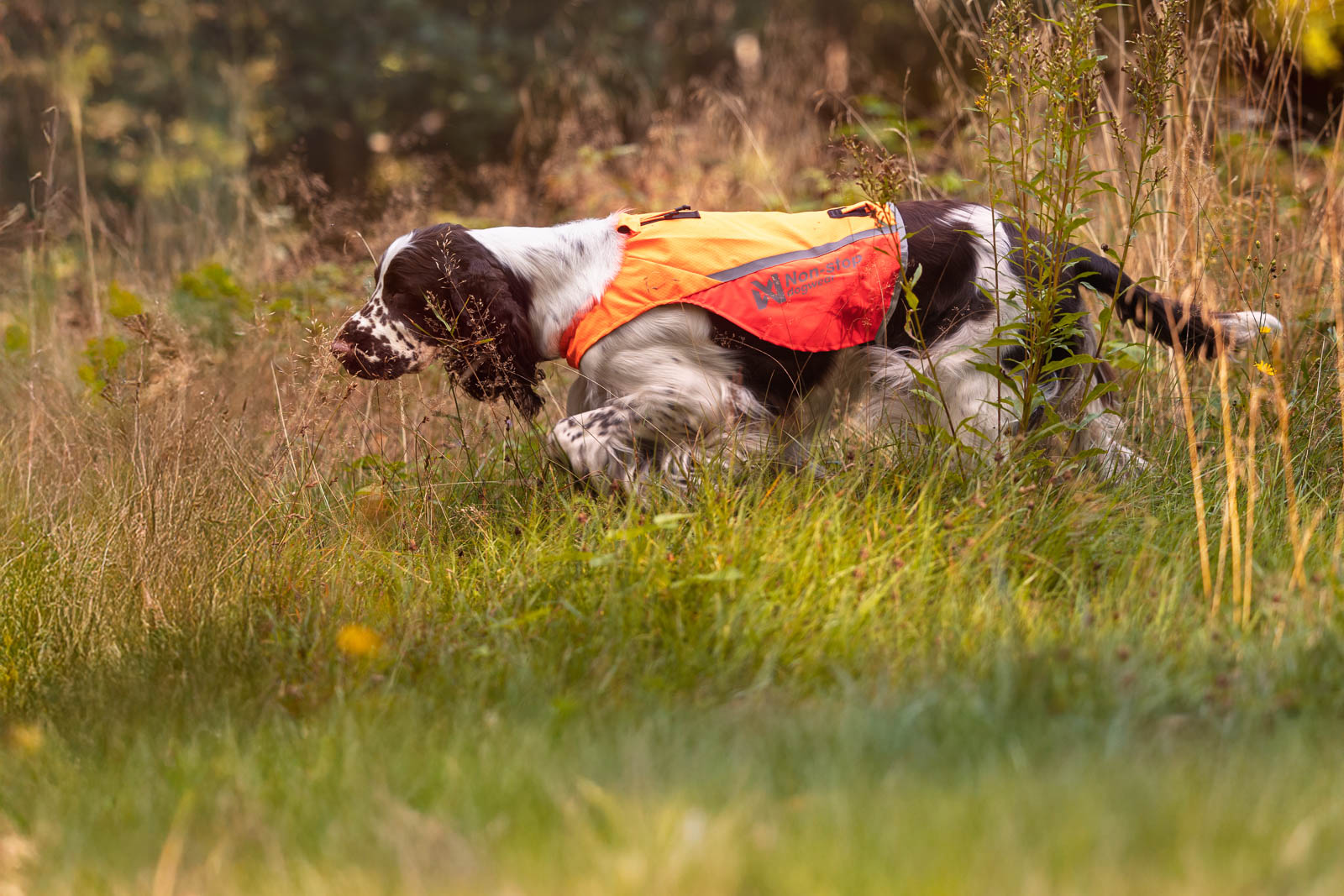 non-stop-dogwear-protector-cover-2-0-schutzweste-visibility image 7
