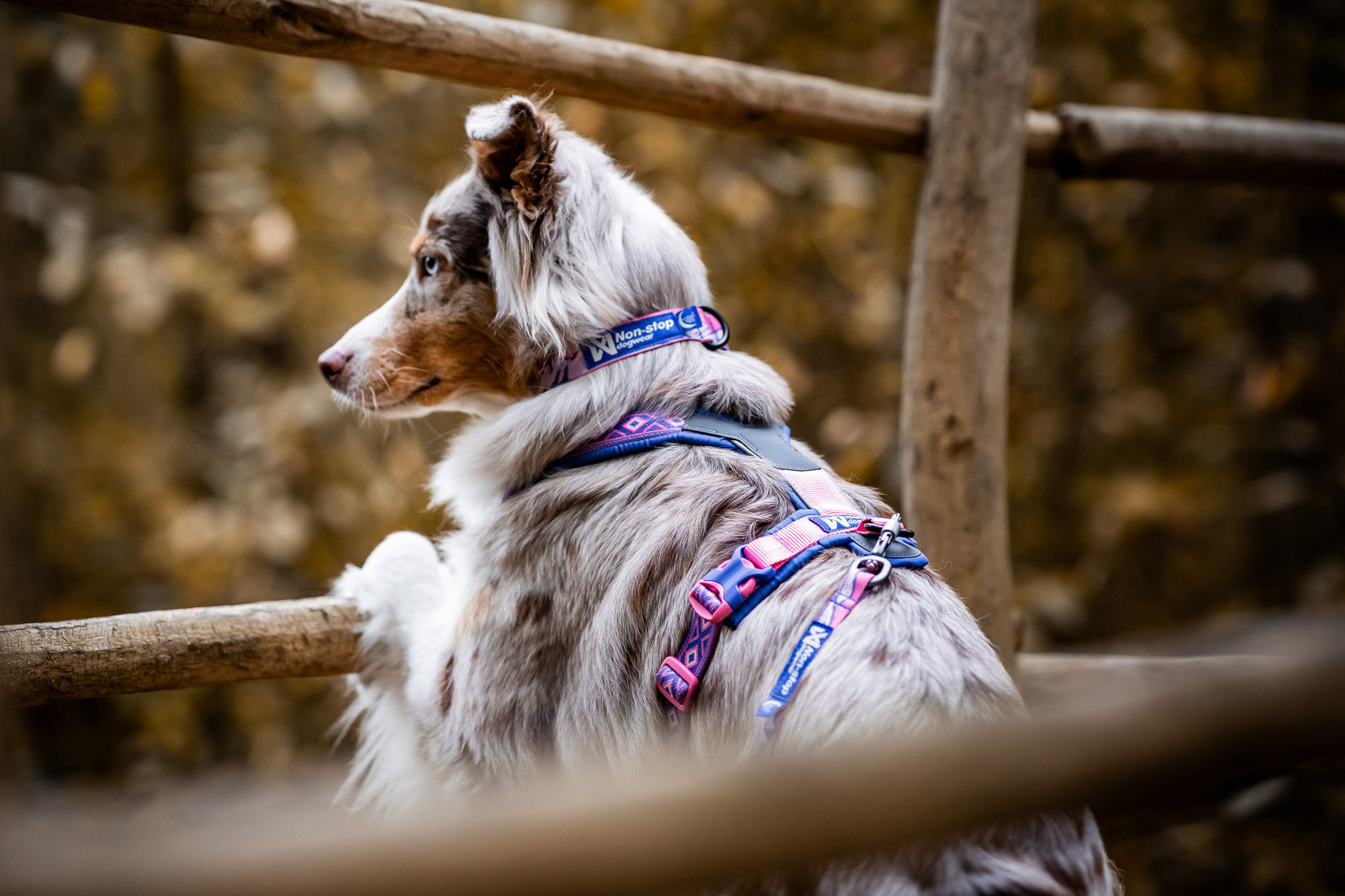 non-stop-dogwear-trail-quest-collar-rachel-pohl-edition-hundehalsband-teal image 4