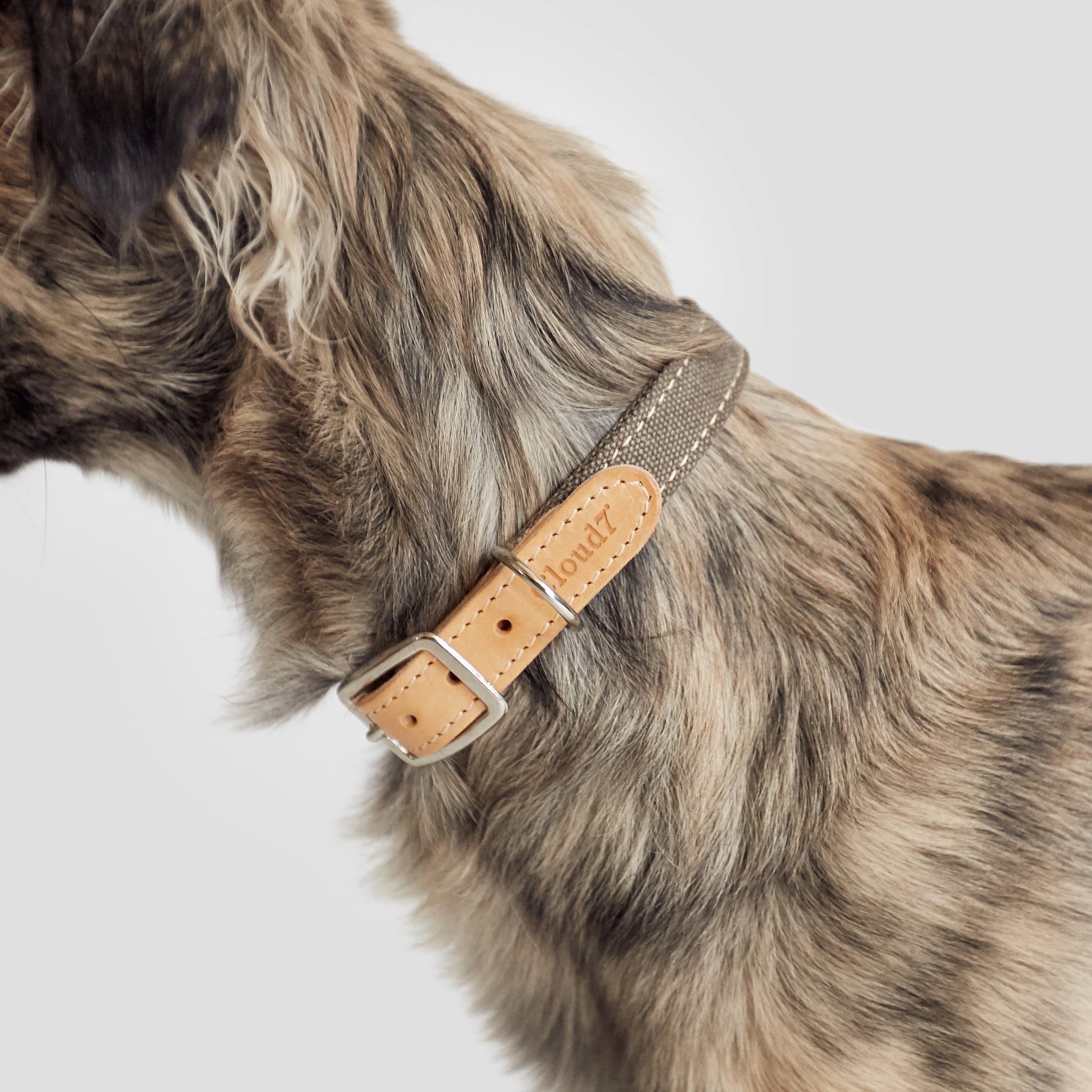 cloud7-tivoli-hundehalsband-greige image 5