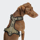 cloud7-aktiv-y-3-harness-softshell-olive-sportgeschirr image 3