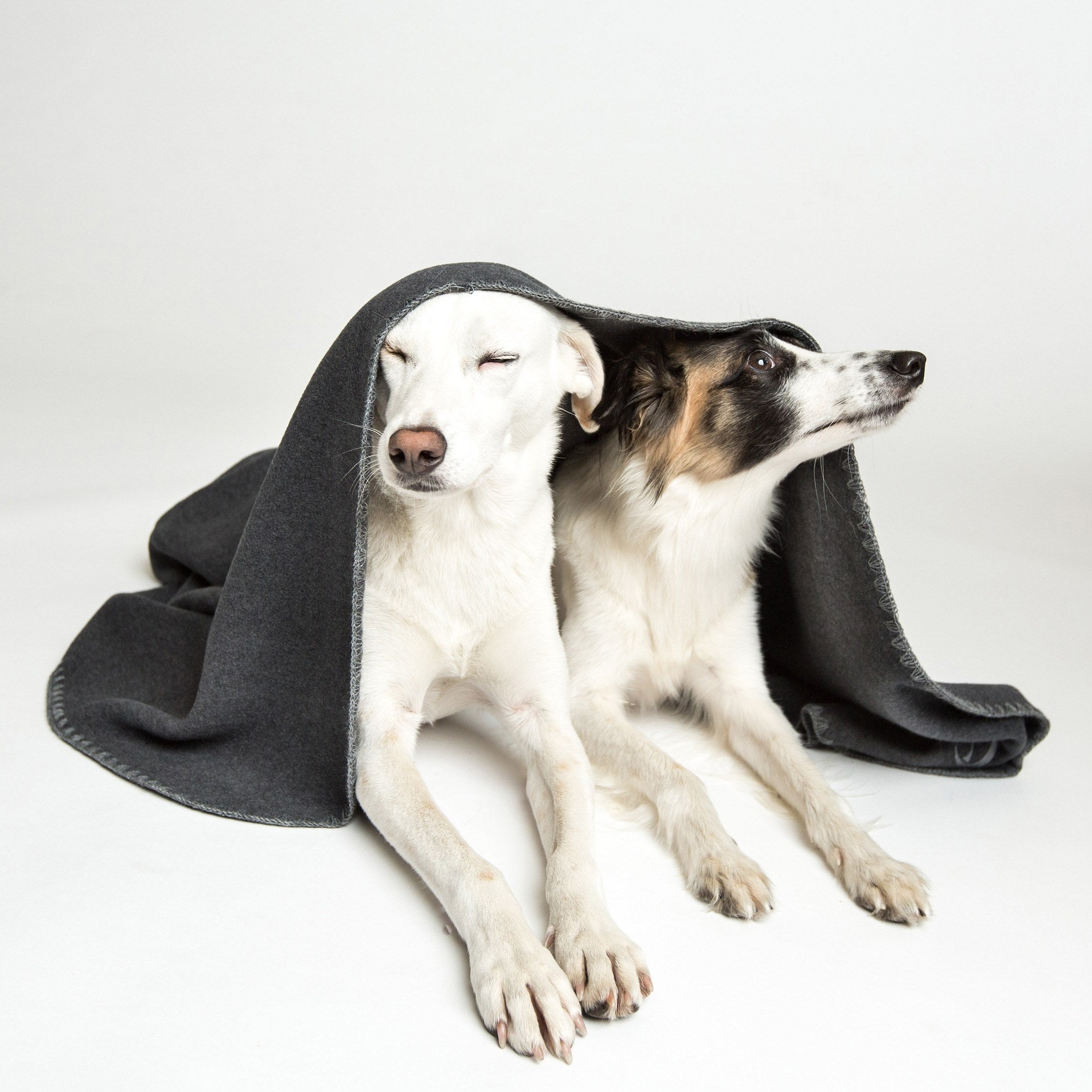cloud7-hundedecke-soft-fleece-dark-grey-kuscheldecke-s-m-l image 7