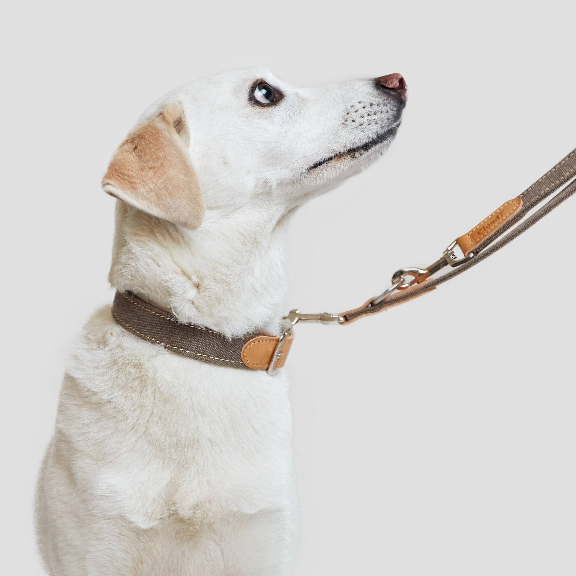 cloud7-tivoli-hundehalsband-greige-2 image 1