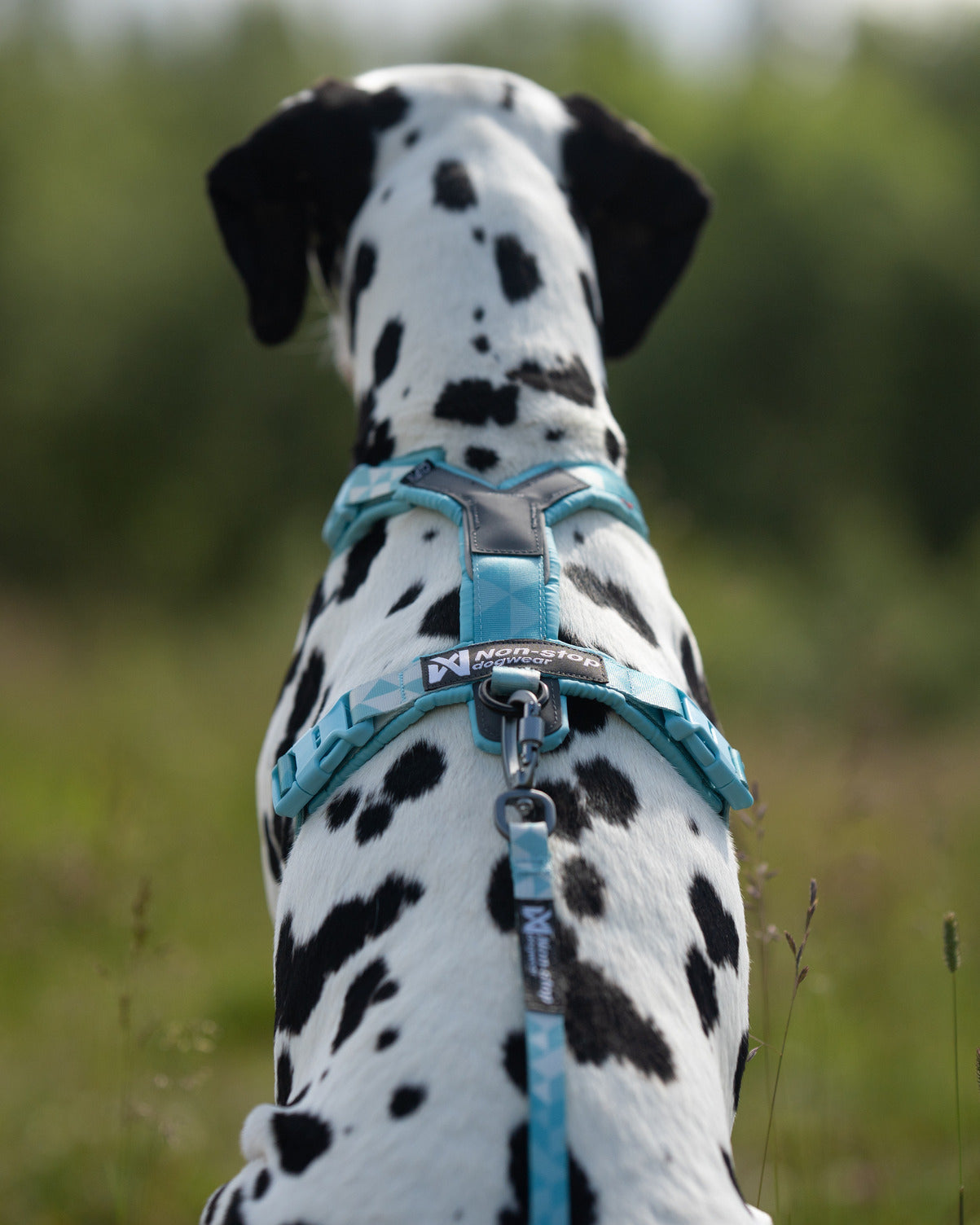 non-stop-dogwear-trekking-line-harness-clip-n-y-geschirr-ohne-ber-kopf-anziehen image 7