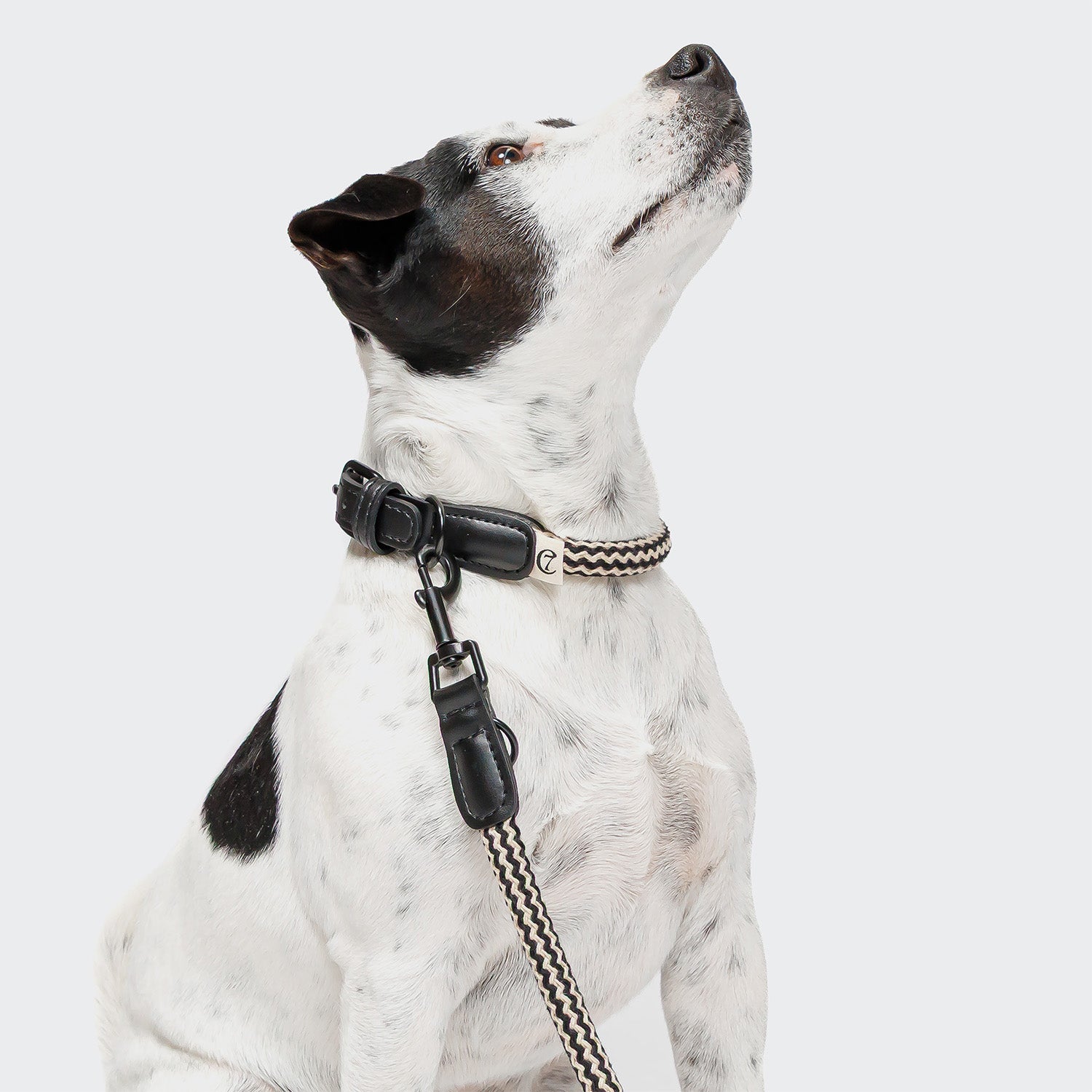 cloud7-mauerpark-zigzag-black-hundehalsband-vegan image 2