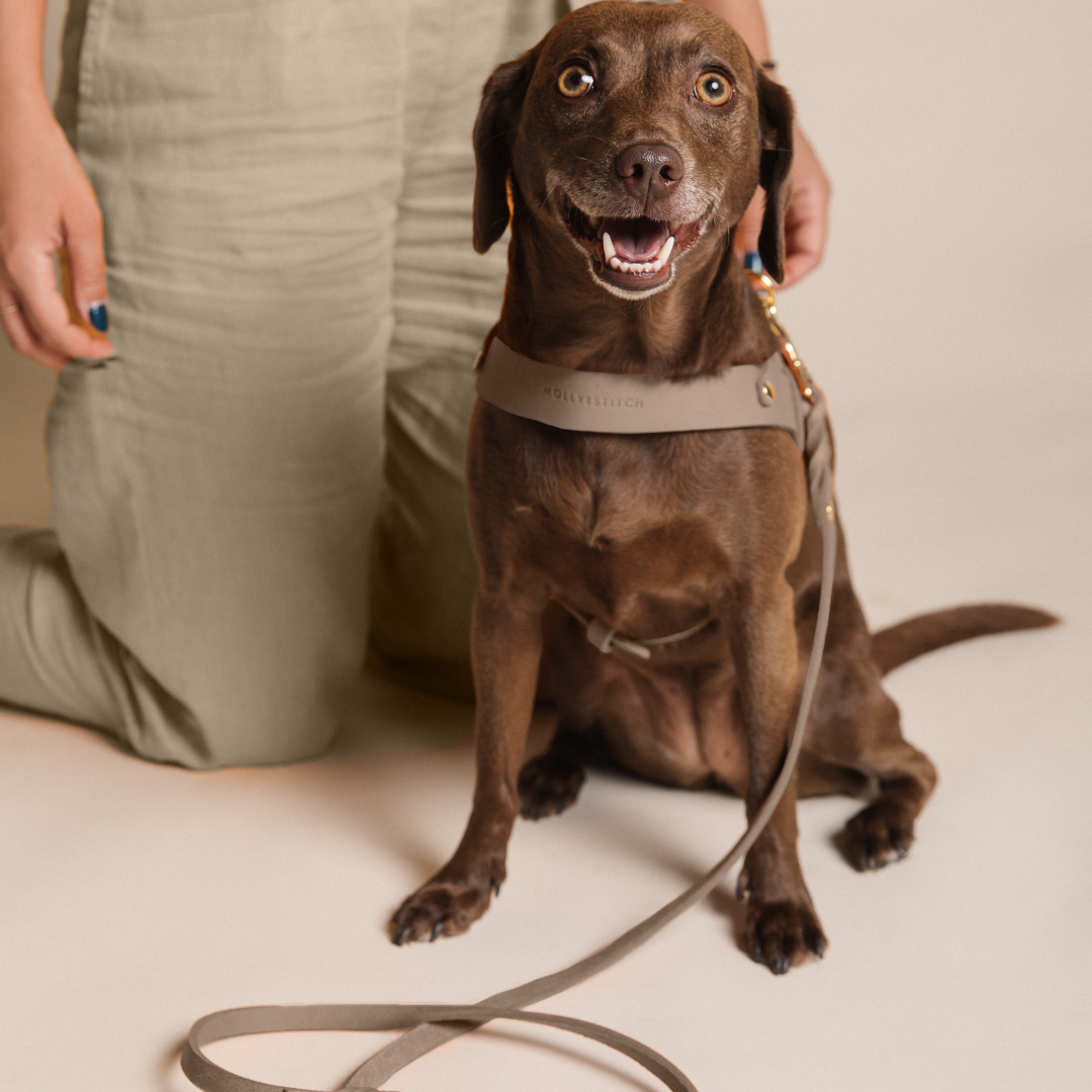molly-and-stitch-city-hundeleine-aus-butterleder-taupe image 3