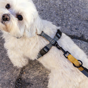 cloud7-dog-harness-madeira-biscuit-hundegeschirr image 2
