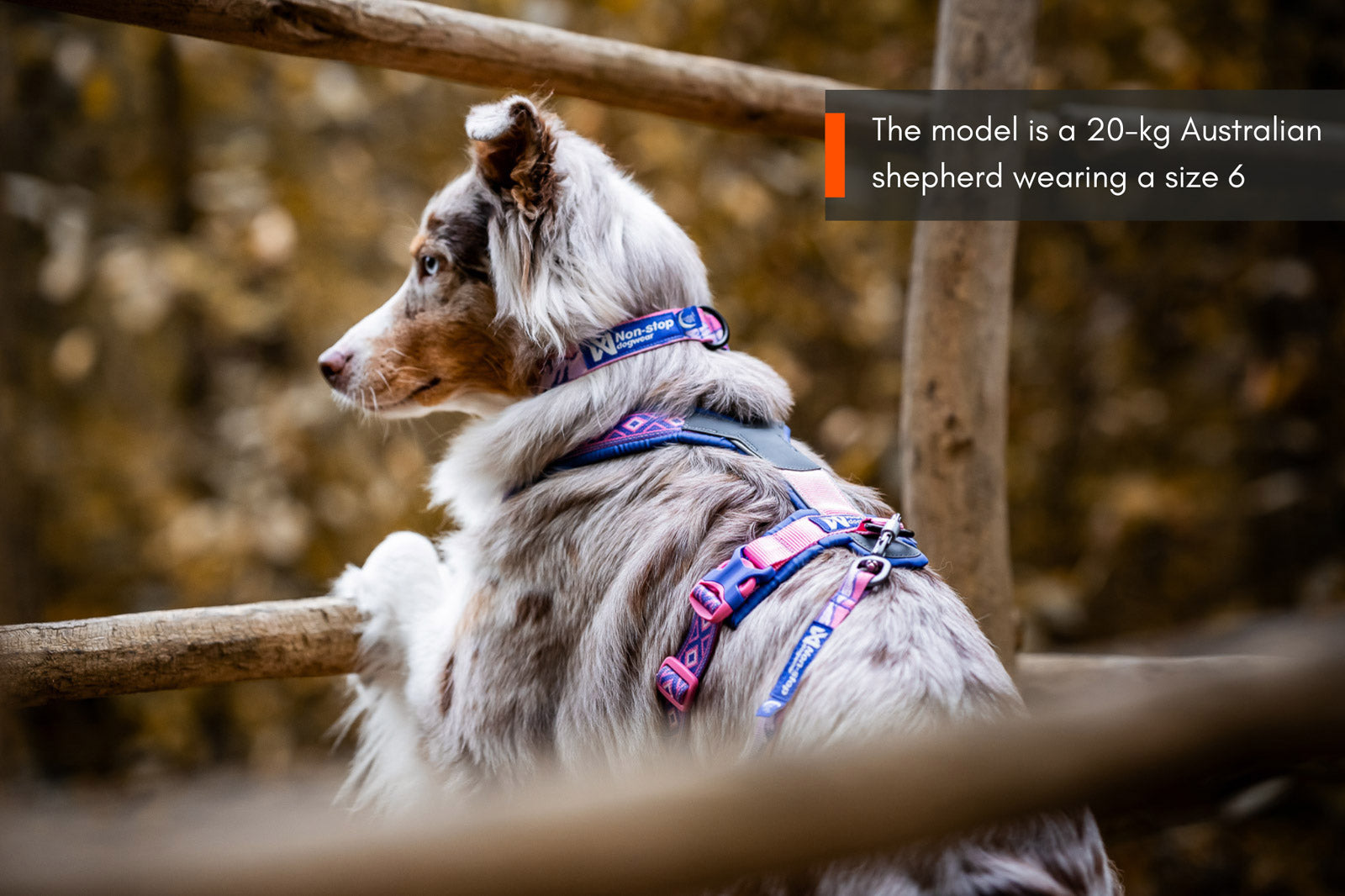 non-stop-dogwear-line-harness-5-0-rachel-pohl-edition-hundegeschirr image 5