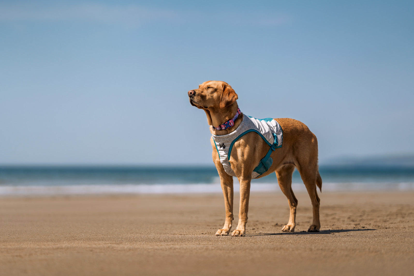 non-stop-dogwear-cooling-vest-k-hlweste-mit-3chill-tec image 2