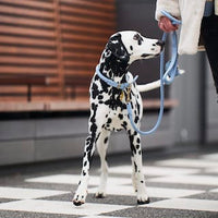 william-walker-twisted-bundle-konfigurator-halsband-leine-und-accessoires-set image 5