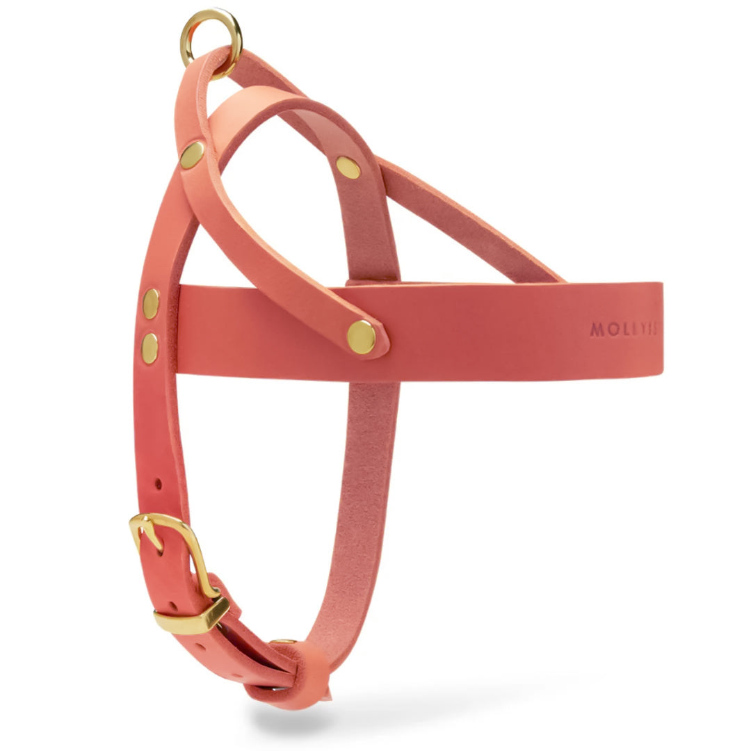 molly-and-stitch-butter-leather-hundegeschirr-coral-pink image 4