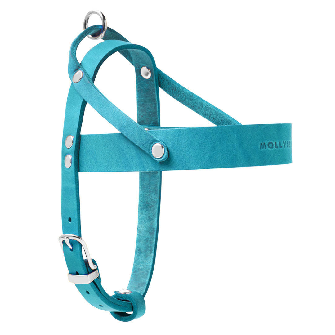 molly-and-stitch-butter-leather-hundegeschirr-fiji-blue image 5