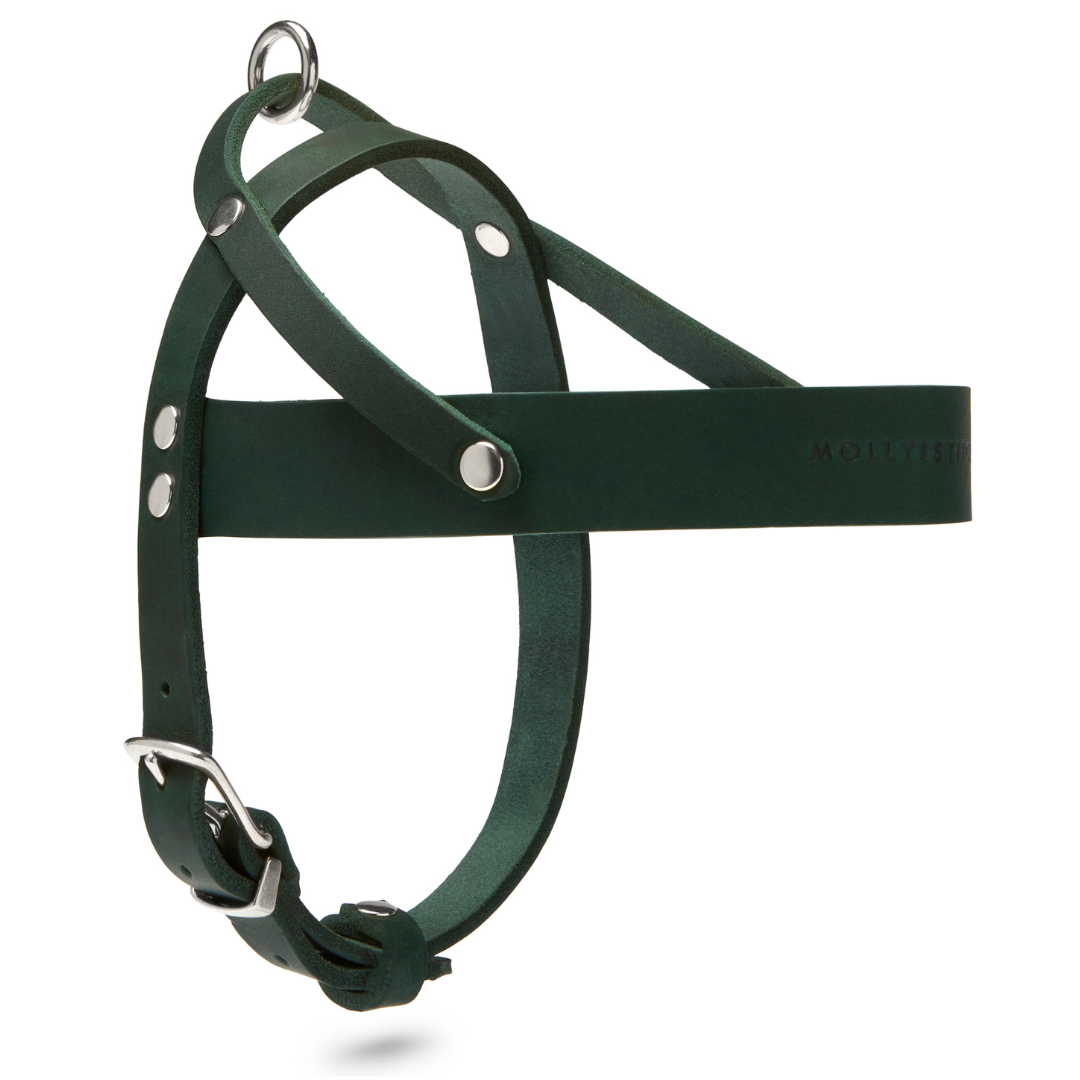 molly-and-stitch-butter-leather-hundegeschirr-forest-green image 4