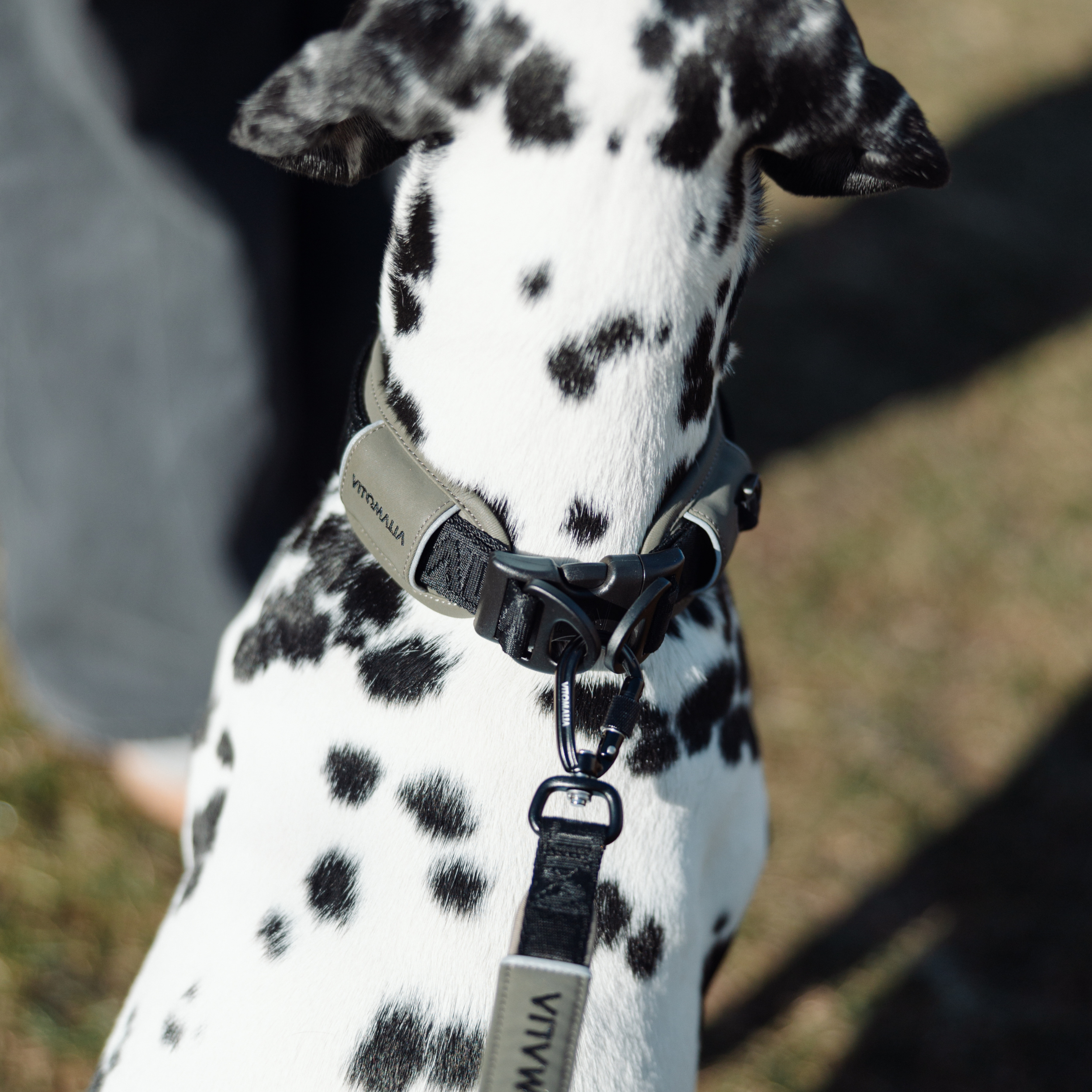 vitomalia-reflektierendes-hundehalsband-khaki-outdoor-edition image 4