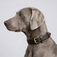william-walker-earth-leder-hundehalsband-braun image 6