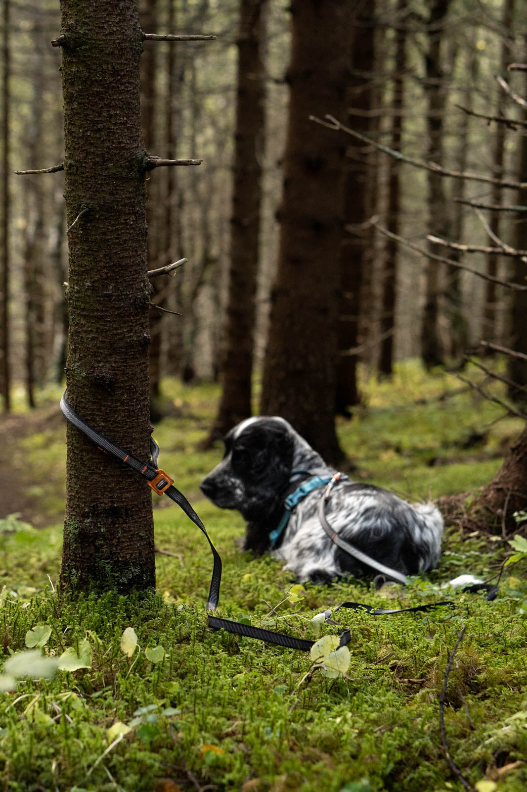 non-stop-dogwear-touring-bungee-adjustable-verstellbare-hundeleine image 3