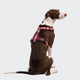 cloud7-aktiv-y-3-hundegeschirr-softshell-aubergine-soft-rose image 5