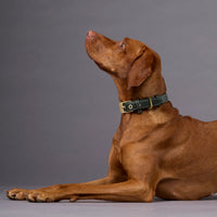 william-walker-luxe-glattleder-hundehalsband-forest-dunkelgr-n image 7