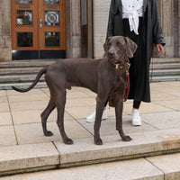 william-walker-charles-leder-hundehalsband-limited-crazy-horse-leather-braun image 7