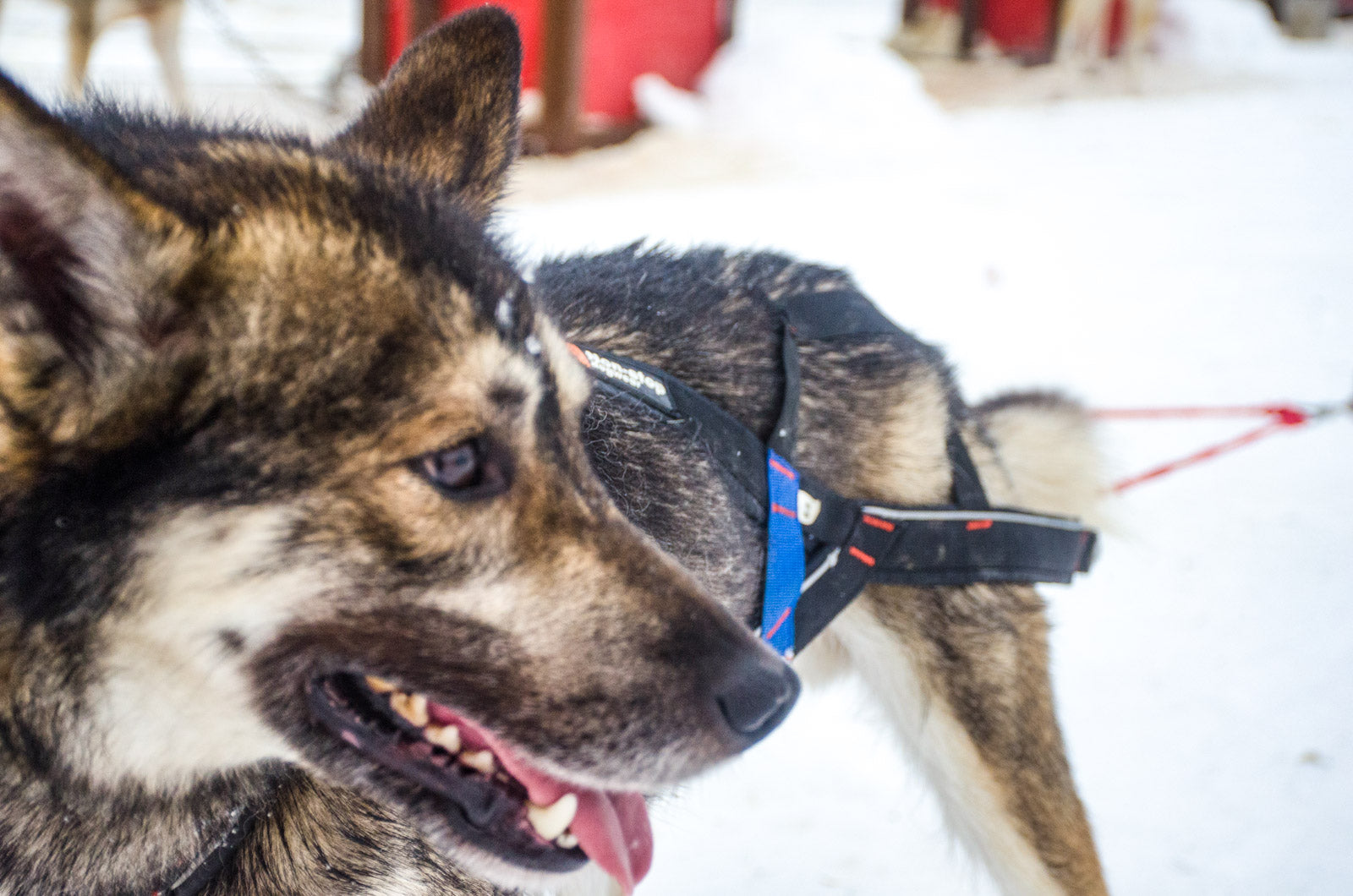 non-stop-dogwear-nansen-stick-harness-zuggeschirr-f-r-schlitten-mit-tiefem-zugpu image 8