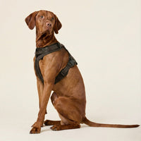 william-walker-apex-kollektion-hundegeschirr-bundle-konfigurator-walk-set image 2