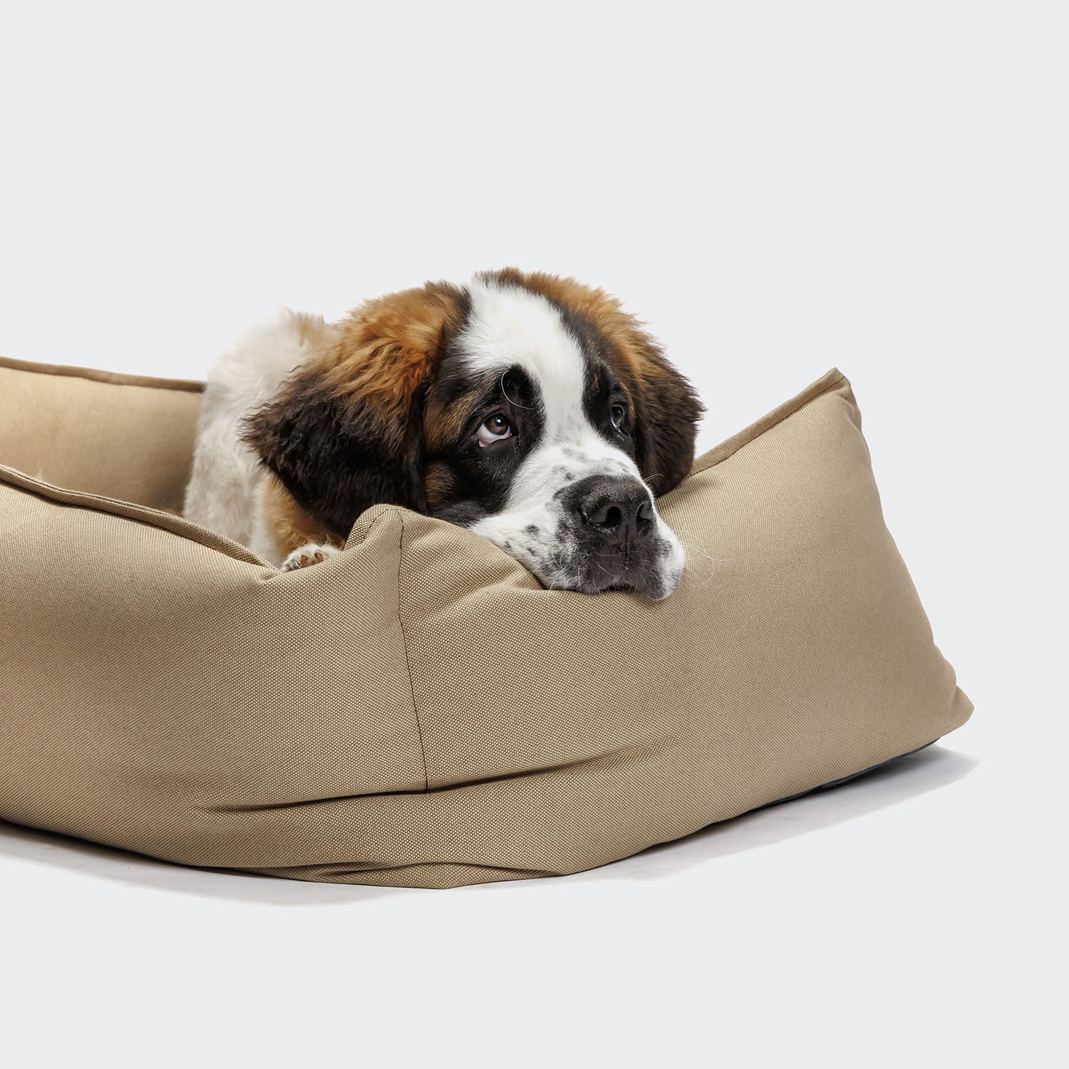 cloud7-boost-hundebett-canvas-beige-mit-rand-und-einlegekissen image 2