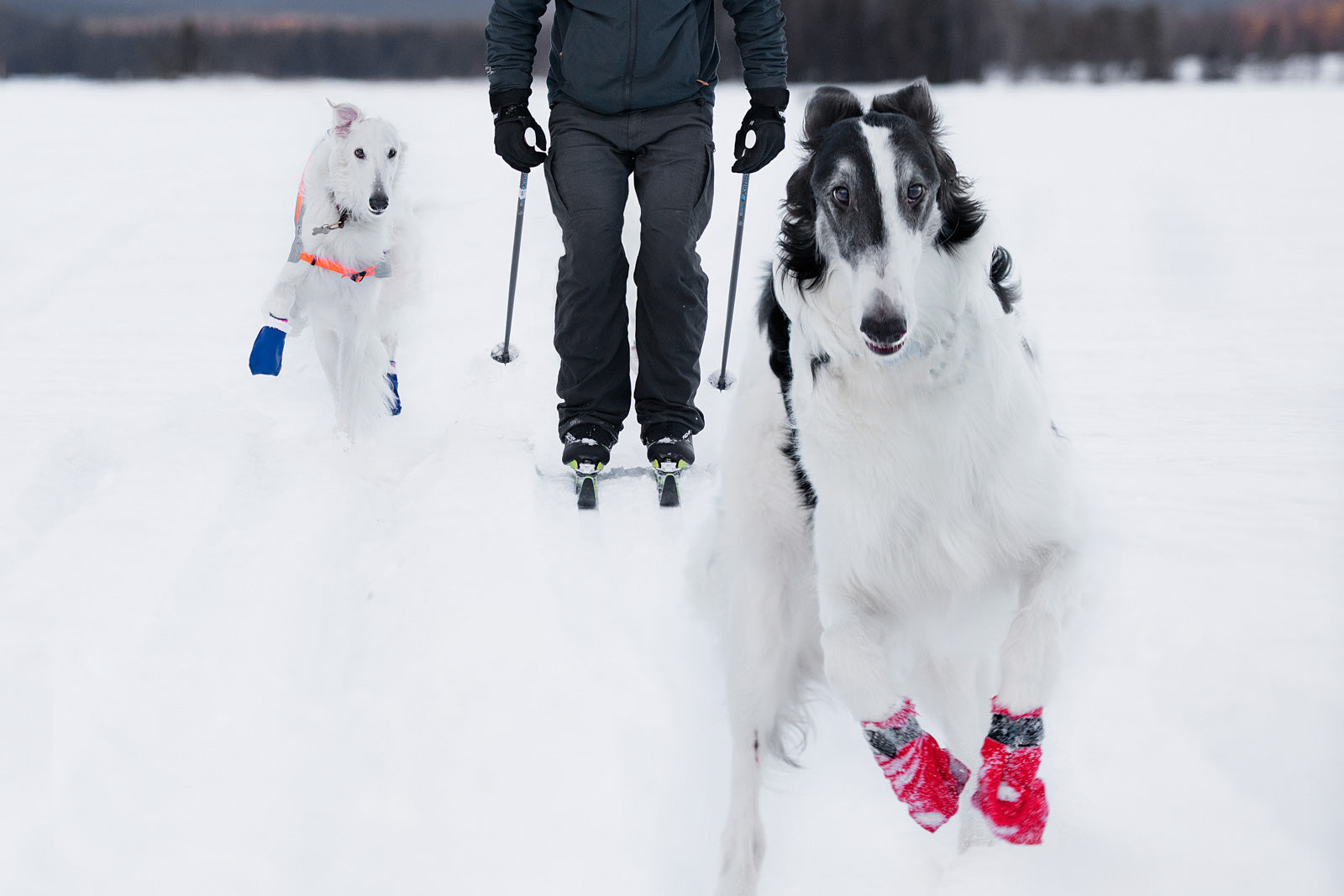 non-stop-dogwear-long-distance-bootie-hundeschuhe-100er-pack image 3