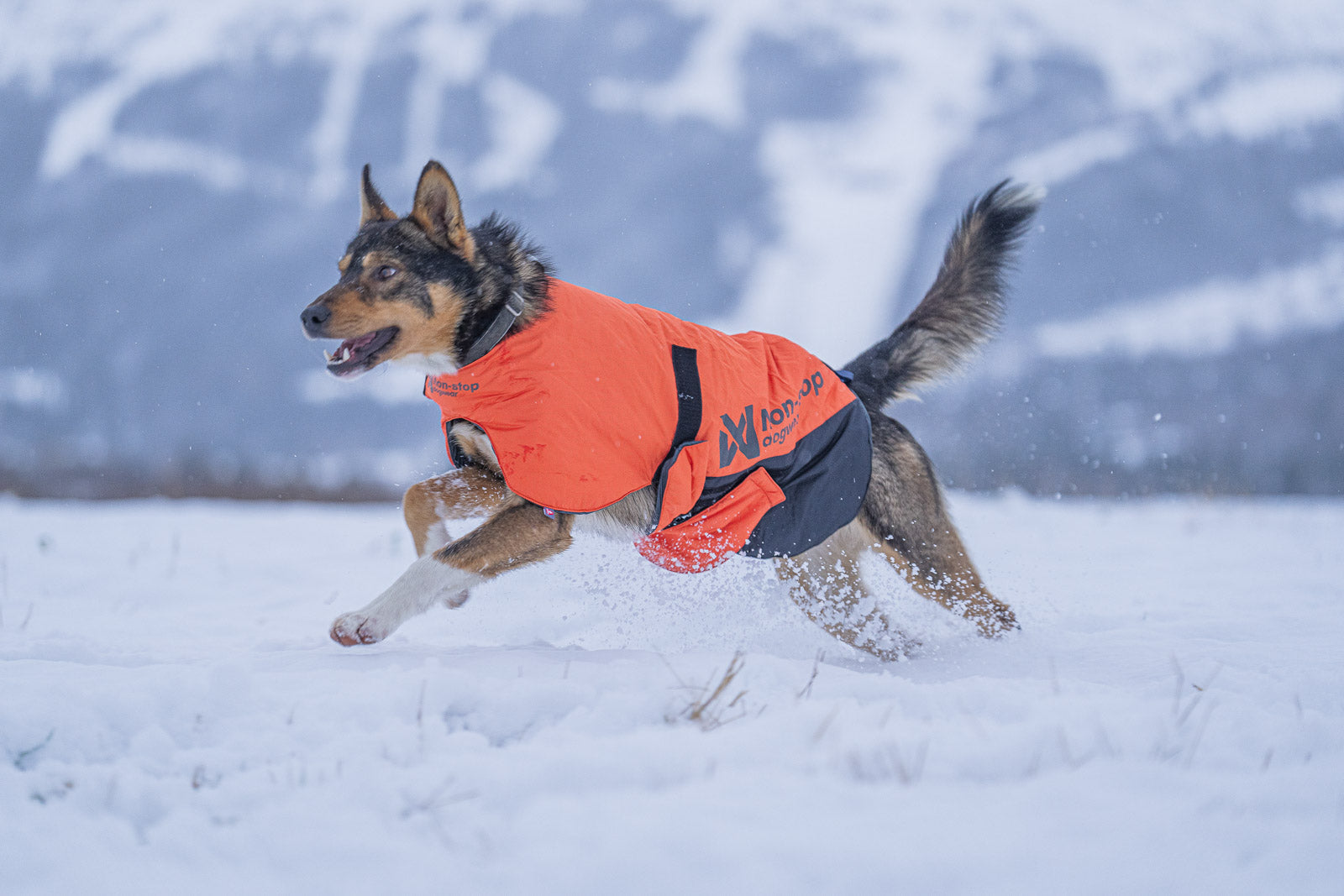 non-stop-dogwear-long-distance-jacket-w-rmste-hundejacke-f-r-extrem-kaltes-wette image 4