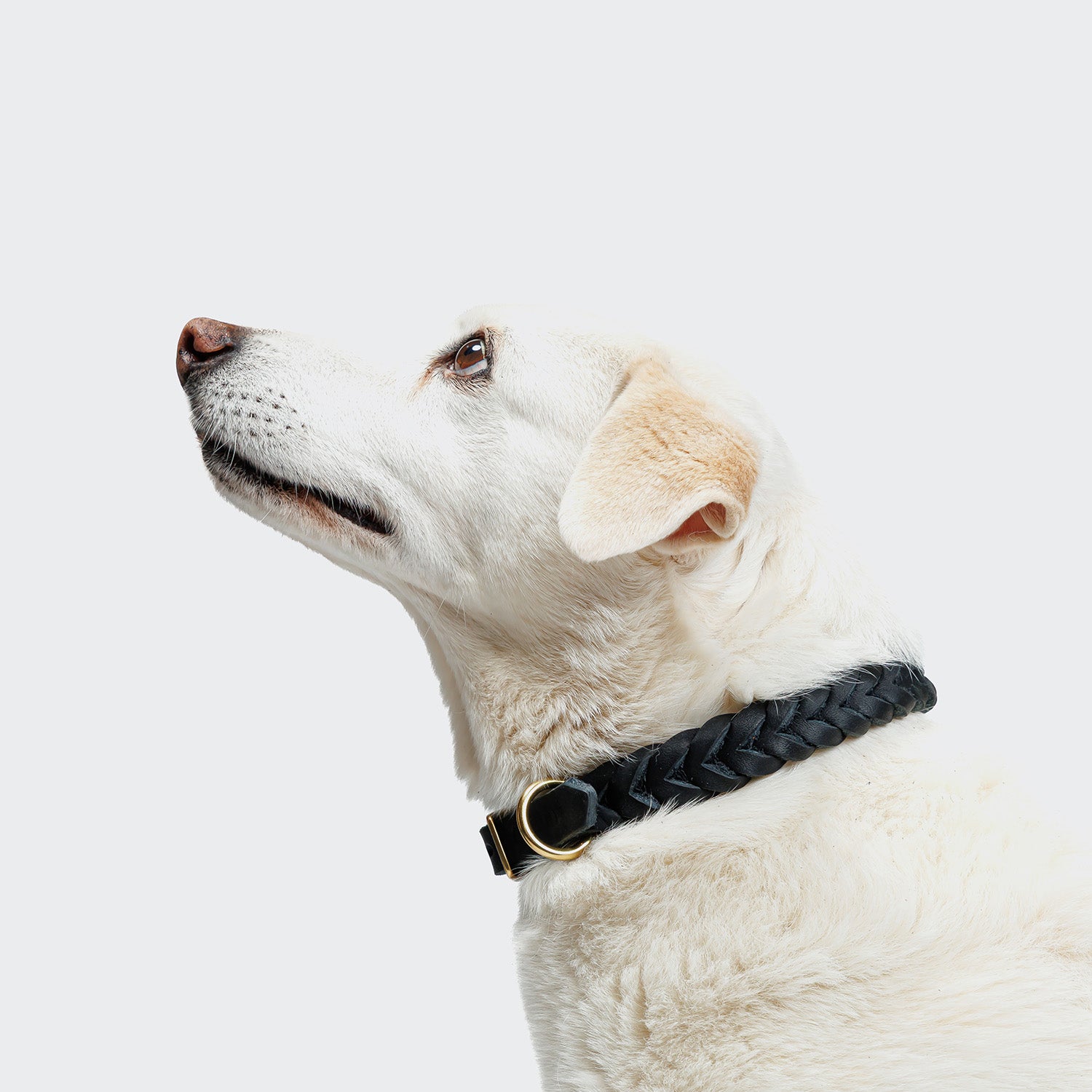 cloud7-central-park-hundehalsband-black-gold image 2