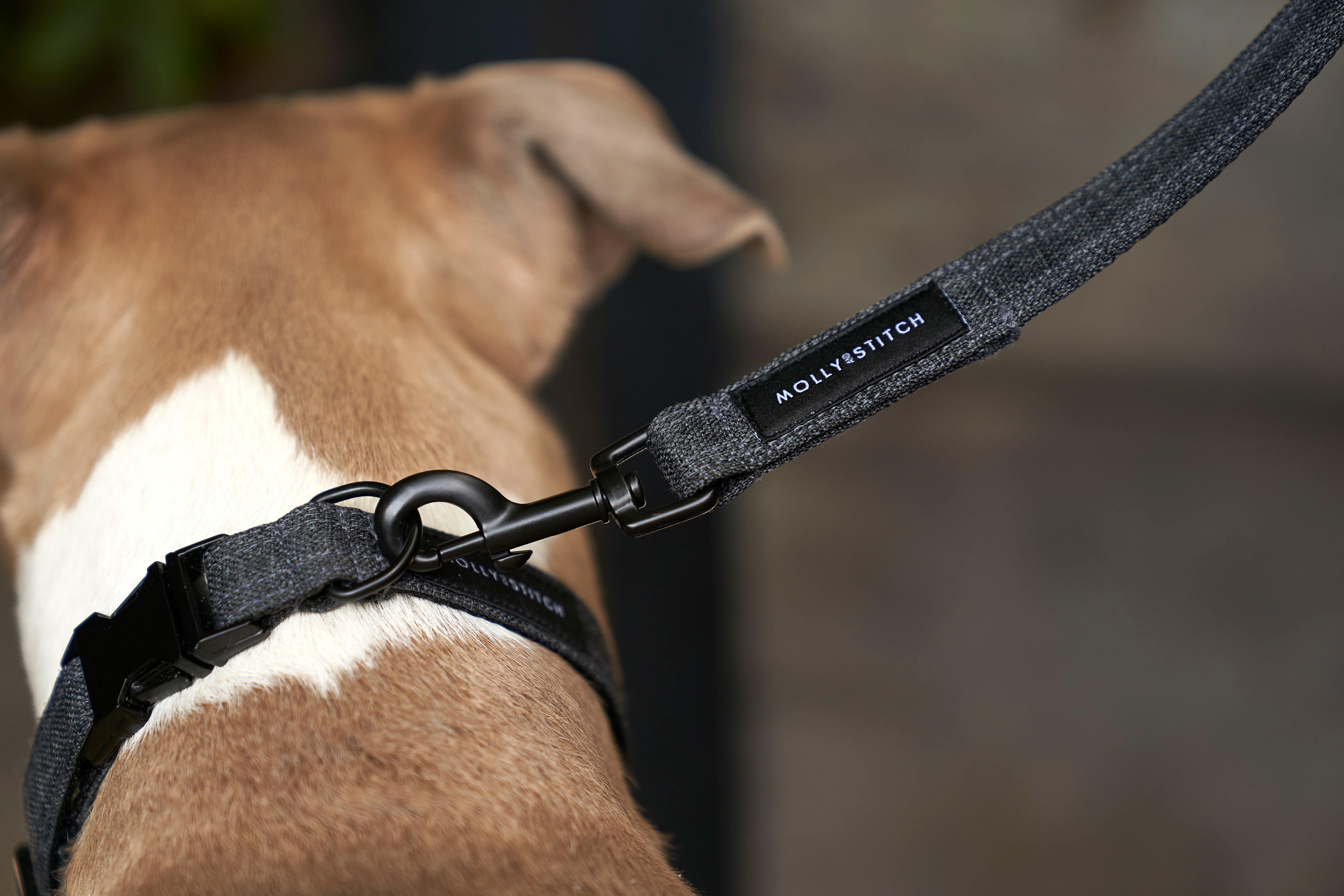 molly-and-stitch-soft-rock-hundehalsband-grey image 3